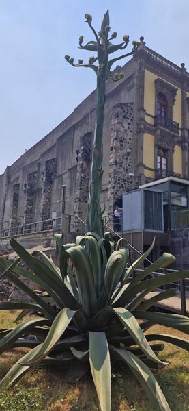 MuseoTemplo-Mayor_009